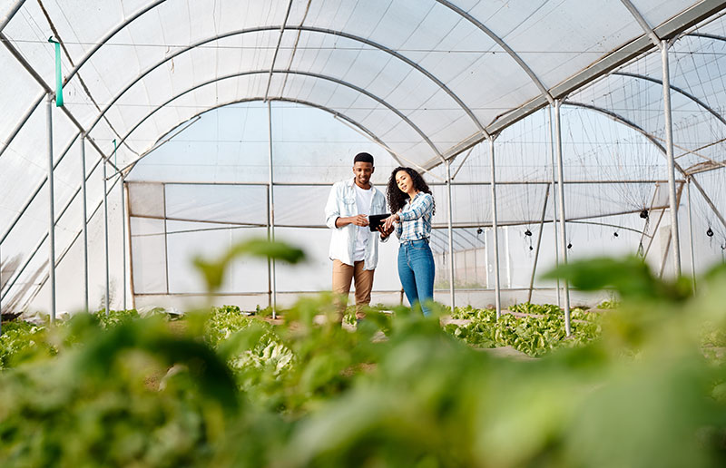 Two people inspecting a crop in a greenhouse