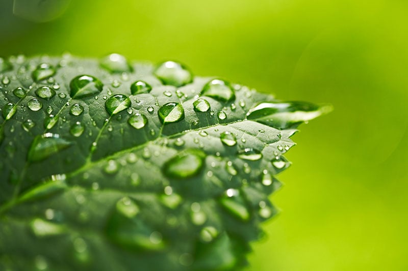 A leaf with water droplets on it