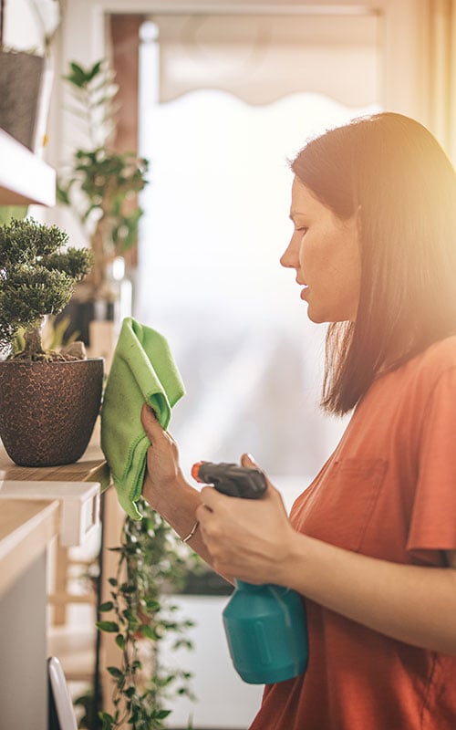 Young woman doing housework and cleaning potted plants with rag