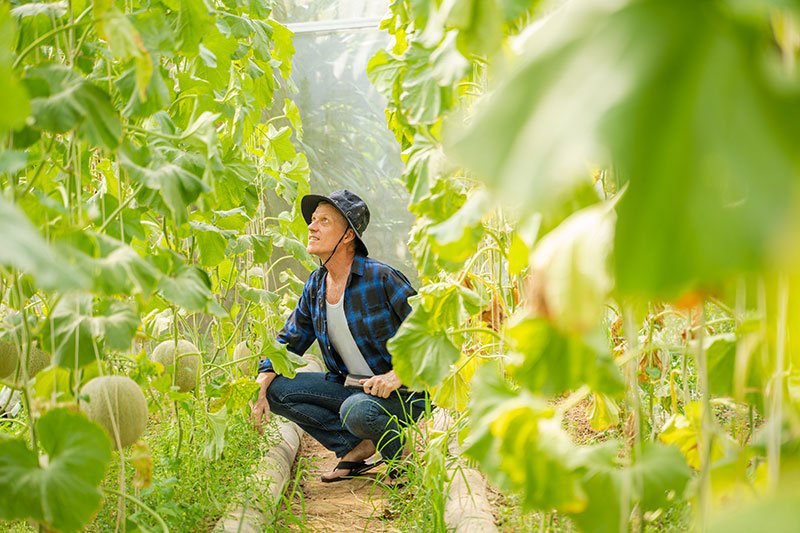 Farmer during harvest