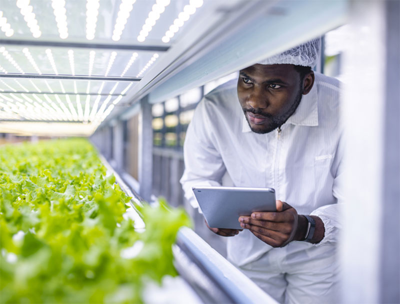 Scientist inspecting plants growing under hydroponics