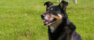 Large dog sitting in a grassy field with cows in the background